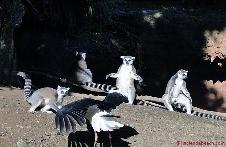 Bioparc Fuengirola Costa del Sol