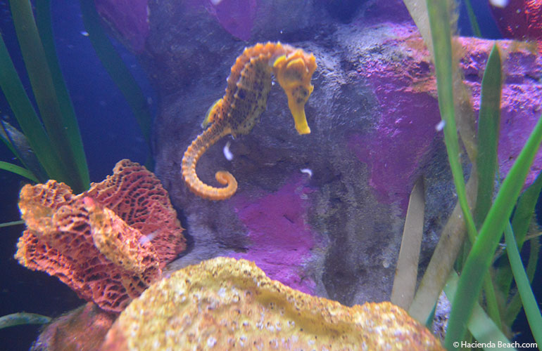 Aquarium Sea Life Benalmadena